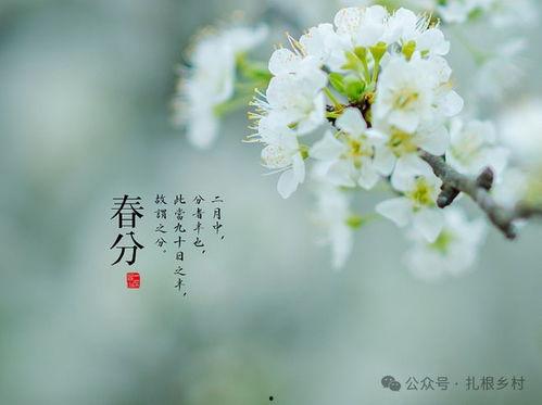 春分有雨在线观看,在线观看春分雨景，感受自然之美